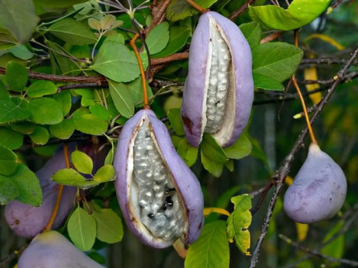 Chocolate Vine Seeds - 5 Count 'Purple Bouquet' Edible Akebia quinata | Unique Purple Flowers, Sweet Chocolate Flavor