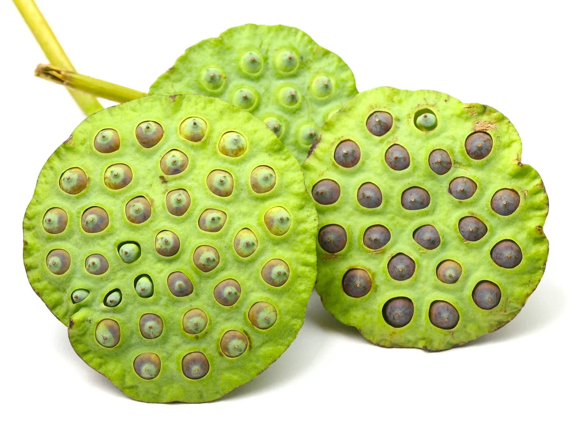 Sacred Lotus Flower Seeds - 15 Pack, Aquatic Plant, Nelumbo nucifera, Ideal for Water Gardens and Ponds