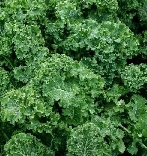 Dwarf Siberian Kale Seeds 500+ Organic Survival Greens Brassica oleracea var. sabellica for Salad and Cooking