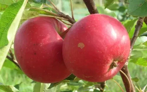 25+ Rosette Apple Seeds for Planting - Malus domestica - USA Grown Non-GMO Garden Seeds for Home Orchards