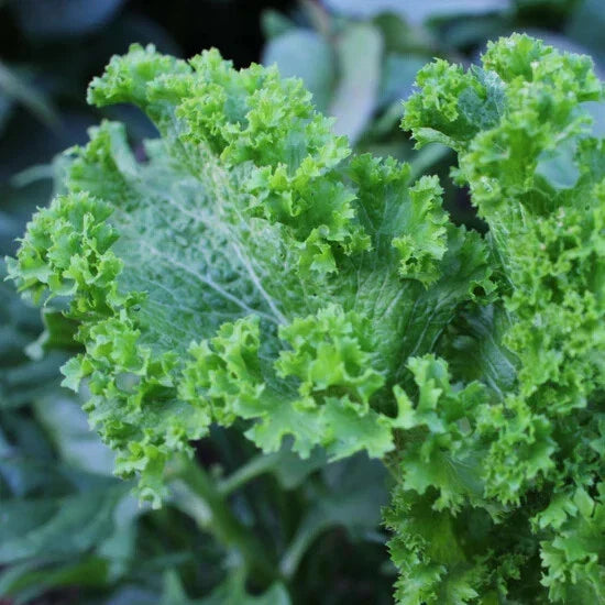 Green Wave Mustard Seeds Packet - Spicy Mustard Greens, Non-GMO, Organic Brassica juncea for Gardening