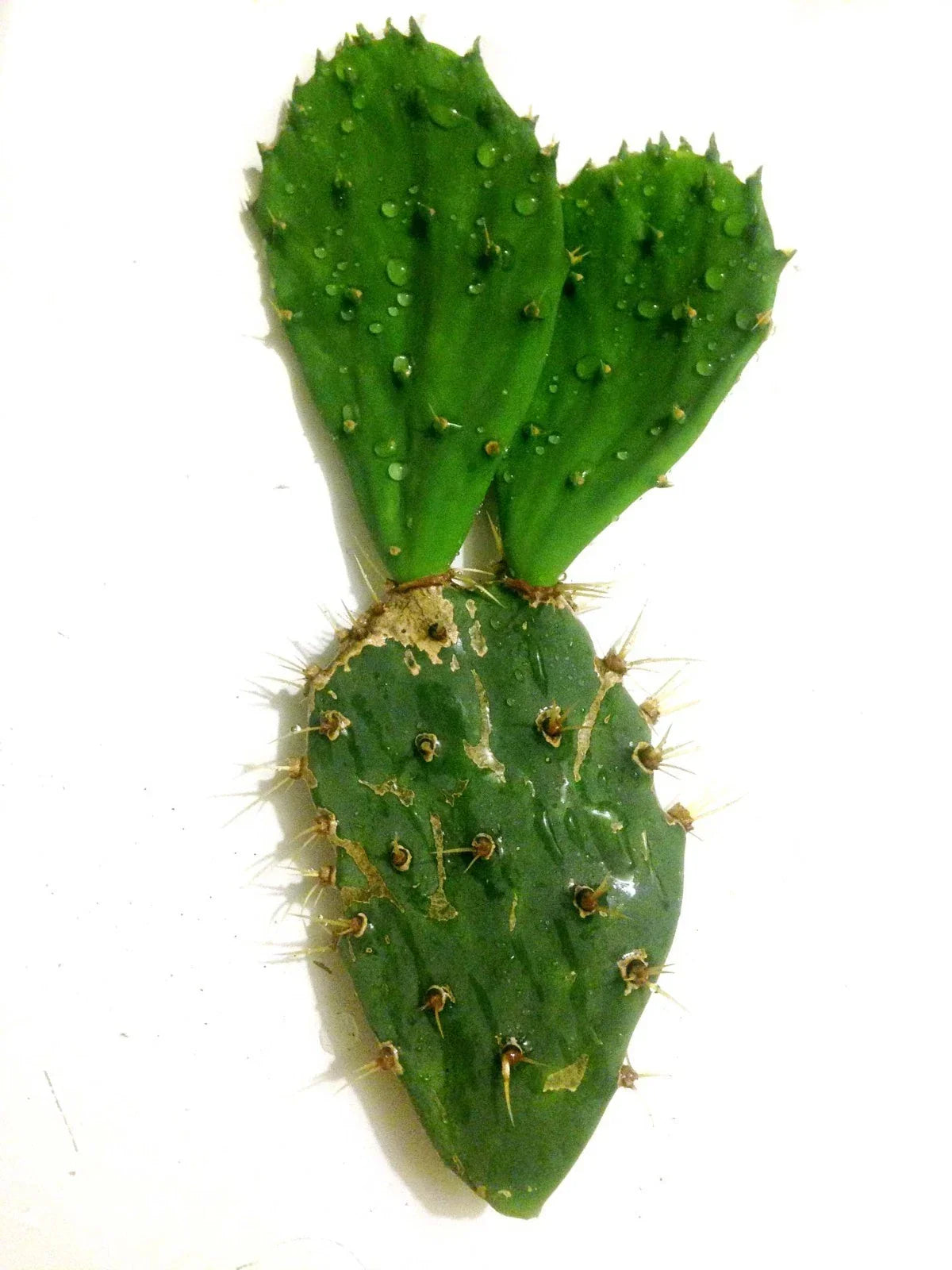 Opuntia Engelmannii Cutting 10" - Spiny Prickly Pear Cactus - Drought-Tolerant Succulent for Indoor/Outdoor Gardens
