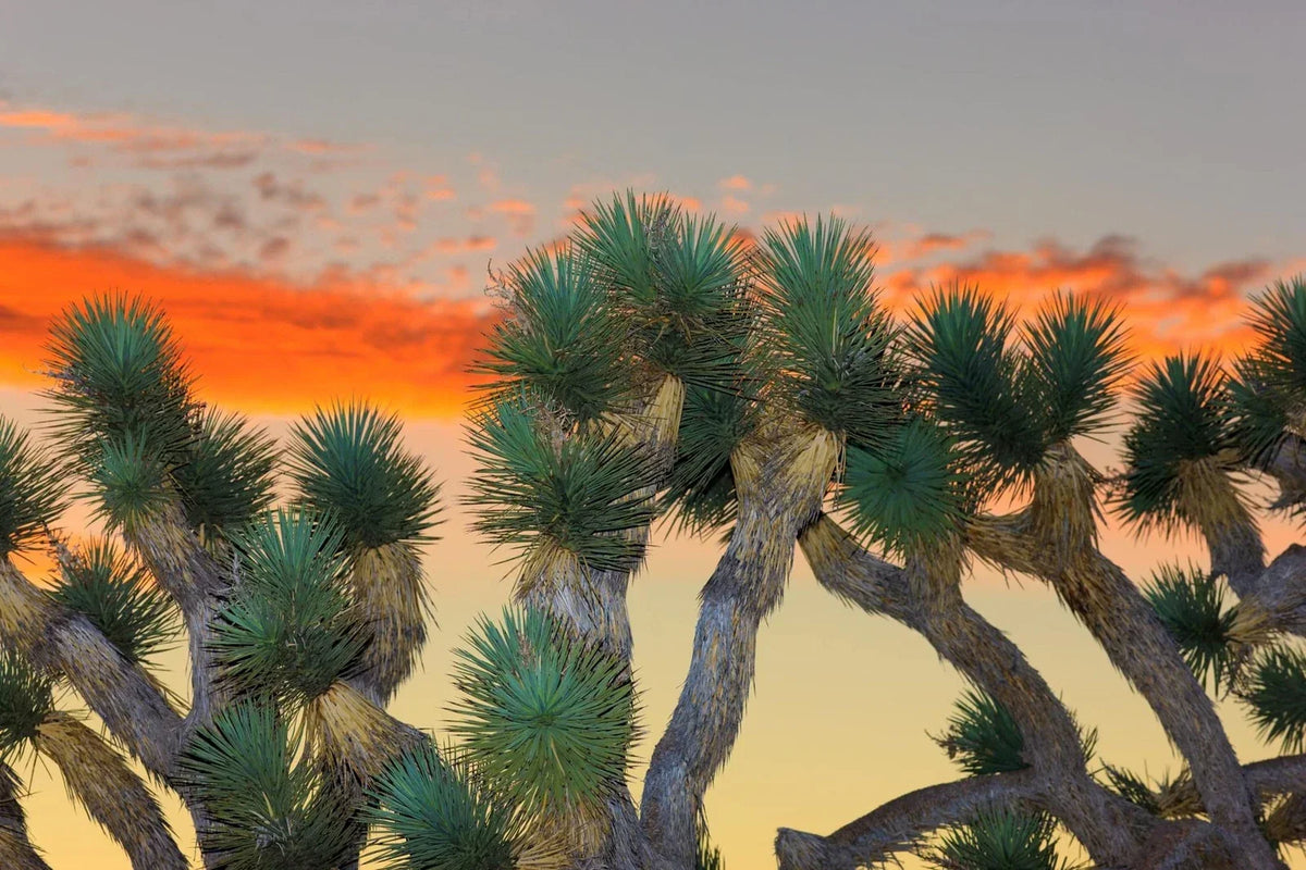 Joshua Tree Bonsai Seeds - 10 Pack - Yucca brevifolia - Drought-Resistant, Low Maintenance Indoor/Outdoor Plant