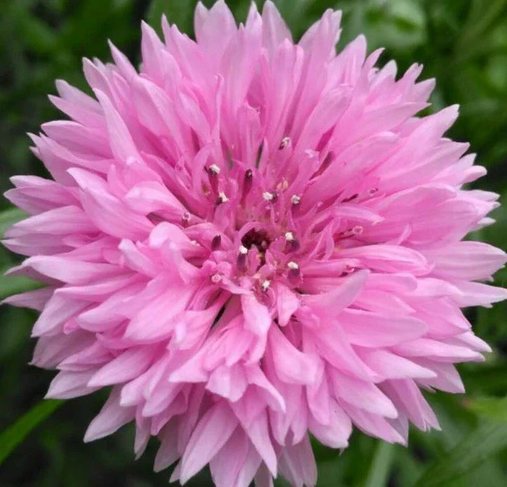 Pink Cornflower Seeds - 200+ Tall Pink Bachelor Button Wildflower - Centaurea cyanus - Pollinator Friendly, Easy to Grow