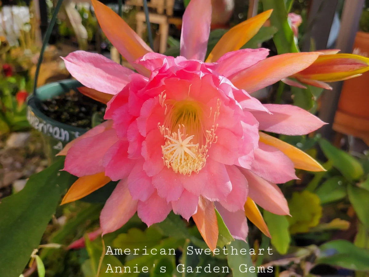 Epiphyllum Cuttings 8-10 Inches American Sweetheart Unrooted Succulent Epiphyllum spp. for Propagation and Gardening