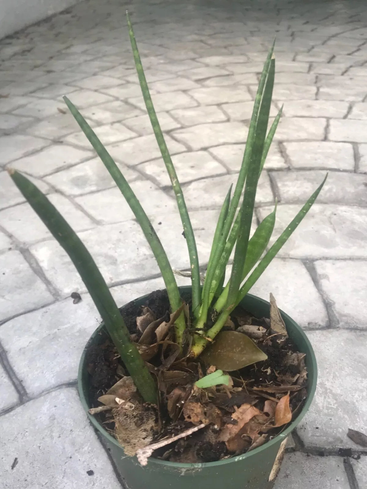 Sansevieria Cylindrica ‘Boncel’ Starfish Snake Plant 5" Wide Indoor/Outdoor Green Air-Purifying Drought-Resistant Plant