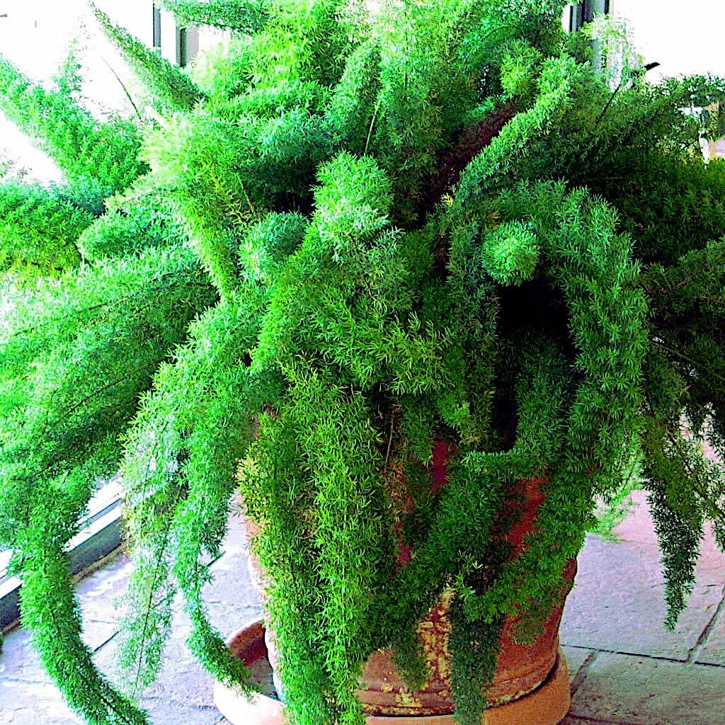 Asparagus Foxtail Fern Seeds - 10 Pack - Rare Tropical Houseplant - Asparagus densiflorus 'Myers' - Easy Care Greenery