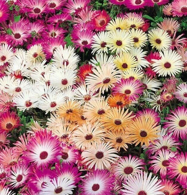 Ice Plant Flower Seeds 4000+ Mixed Colors - Delosperma cooperi - Hardy Annual for Vibrant Garden Blooms and Easy Care