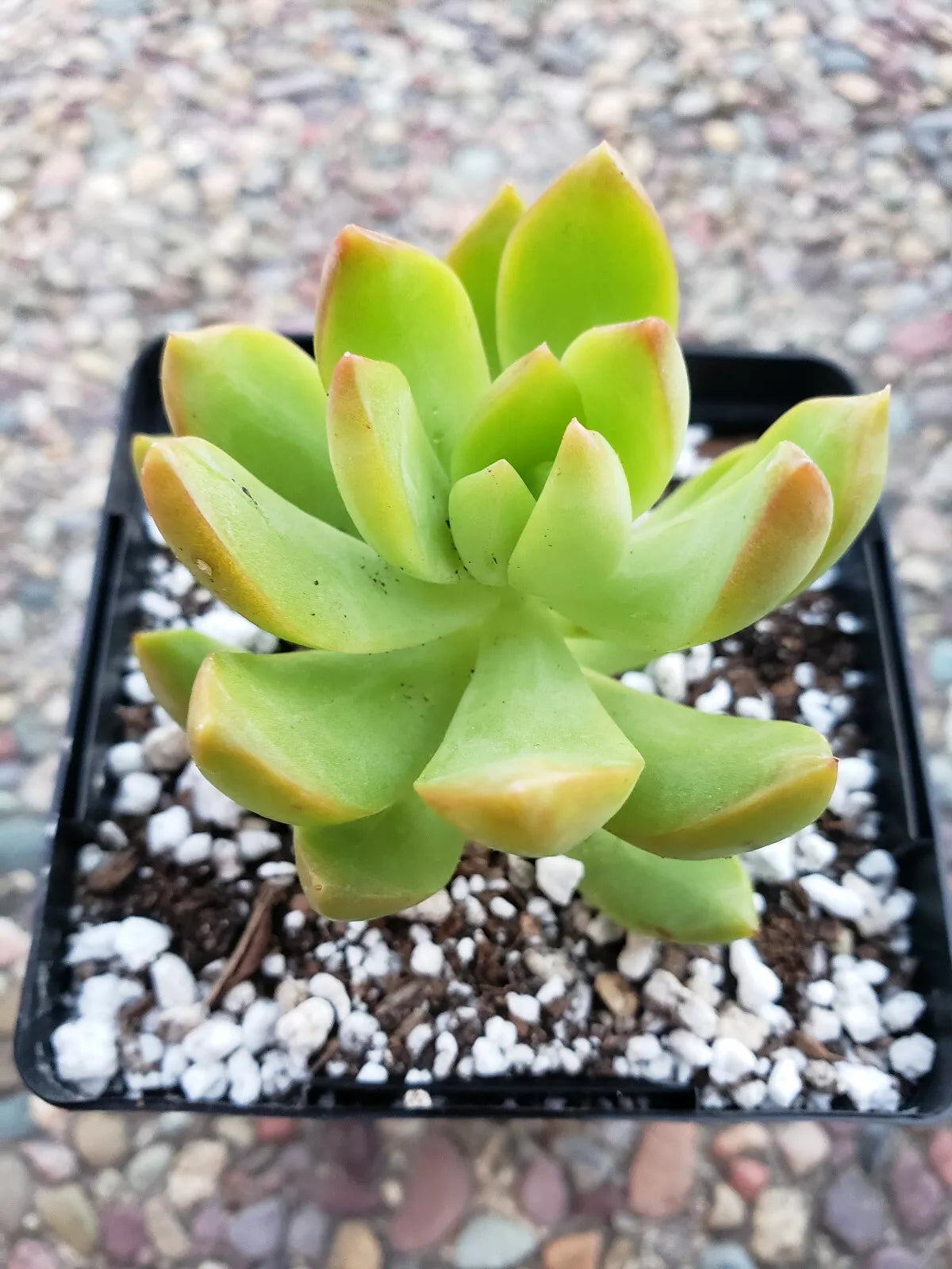 Sedum Adolphii "Lime Gold" - 2 Pack Rooted Succulents - 2.5" Diameter Pots - Vibrant Low-Maintenance Indoor/Outdoor Plants