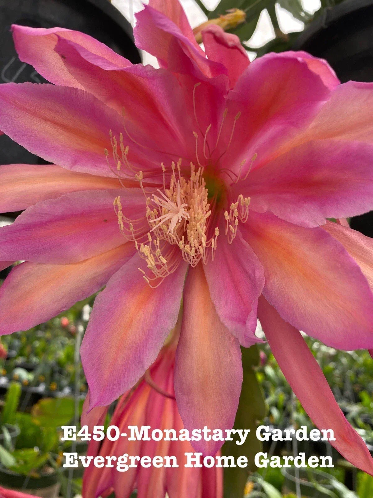 Epiphyllum Orchid Cactus Plant 4” Starter Pot “Monastery Garden” Epiphyllum spp. Indoor Gardening Low Care Drought-Tolerant