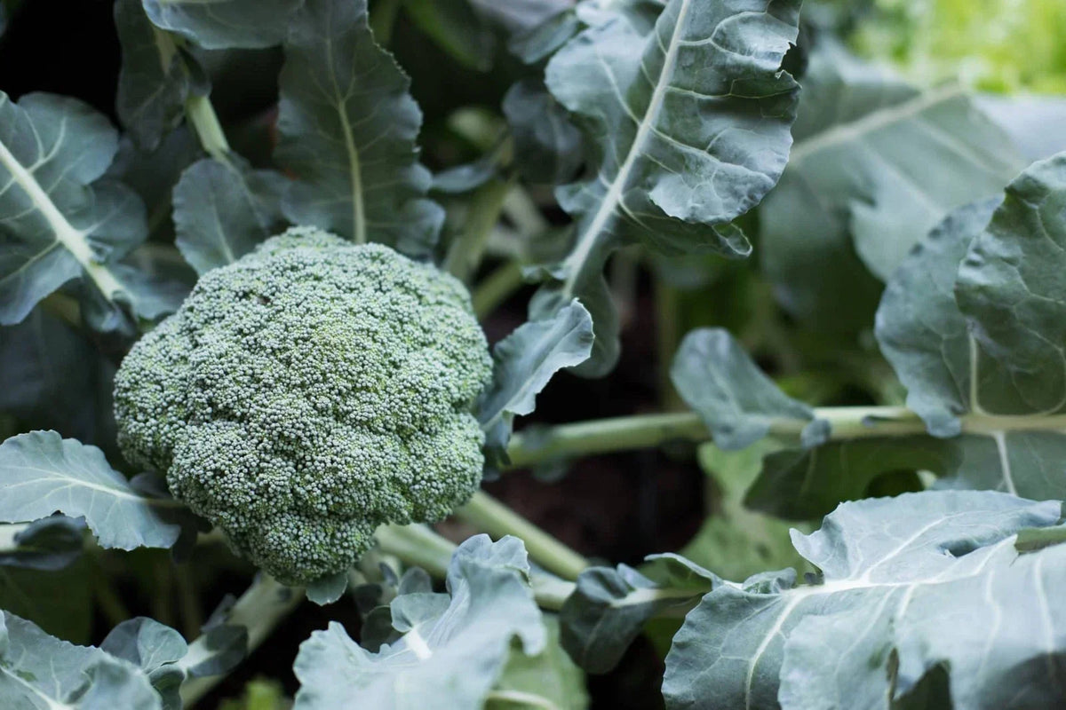 Broccoli Seeds 100 Count - Tasty GL Variety - Brassica oleracea - Non-GMO Vegetable Garden Planting