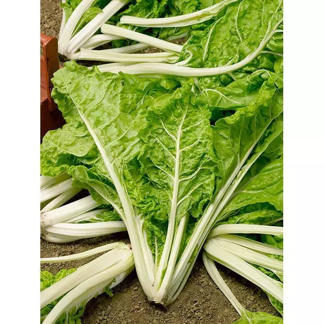 Swiss Chard Seeds 50 Ct Lucullus Heirloom Non-GMO Vegetable Beta vulgaris subsp. cicla for Home Garden