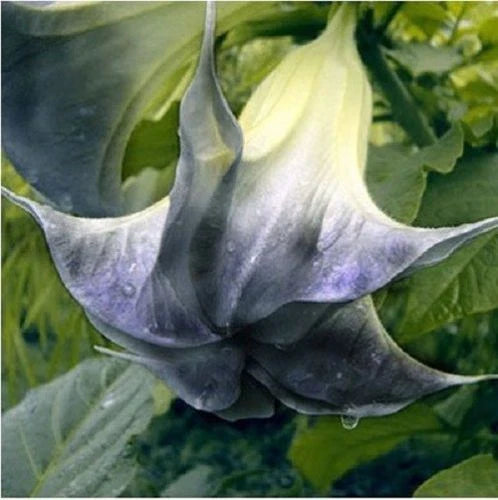 Black Angel Trumpet - 10 Seeds, Fragrant Brugmansia Datura, US Seller