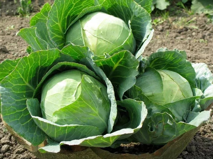 Cabbage Seeds 1000+ Heirloom Danish Ballhead NON-GMO Brassica oleracea for Planting, Perfect for Home Gardens