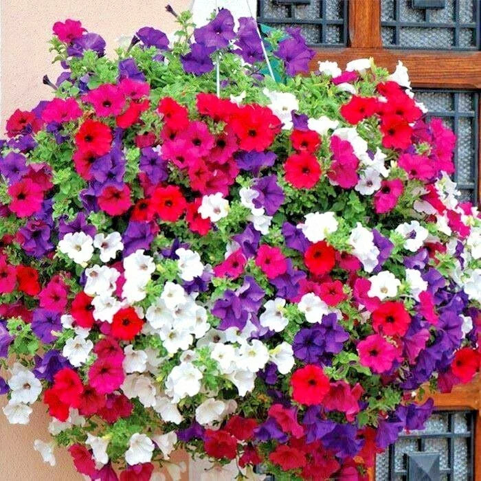Dwarf Petunia Mix Flower Seeds - 2001+ Packet - Vibrant Colors for Containers & Hanging Baskets - Petunia × hybrida