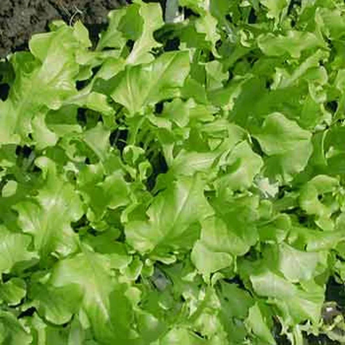 Green Salad Bowl Lettuce Seeds, NON-GMO, Cutting Variety, Lactuca sativa, 200 Seeds Per Packet