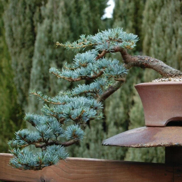 Blue Spruce Bonsai Tree Seeds - 20 Seeds for Planting - Picea pungens - Popular Coniferous Variety for Indoor & Outdoor Gardening