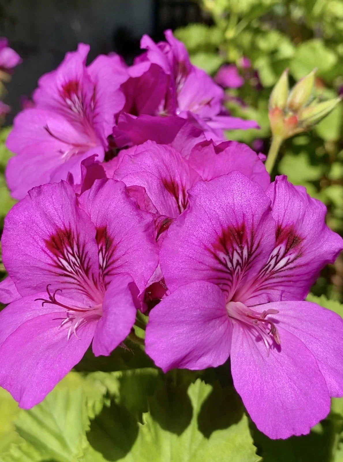 Fresh Organic Geranium Cuttings 3-Pack Pink Purple Pelargonium for Rooting - Perfect for Indoor or Outdoor Gardens