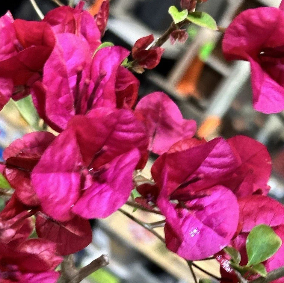 Bougainvillea Plant 6-12" Hot Pink Live Shrub Vine Bush Bougainvillea spectabilis - Vibrant Tropical Outdoor Decor