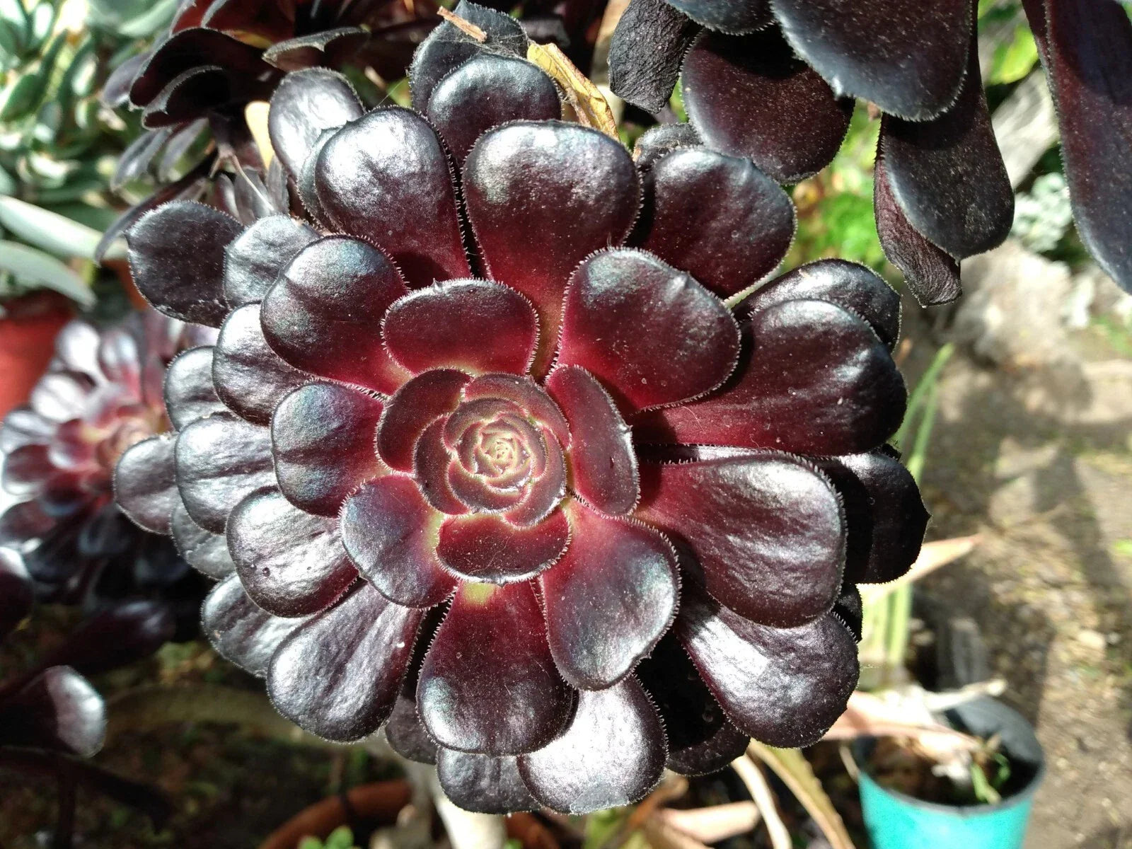 Aeonium Zwartkop Black Rose Succulent Plant 4-6 Inches Live Healthy Rooted Plant - Aeonium arboreum 'Zwartkop'