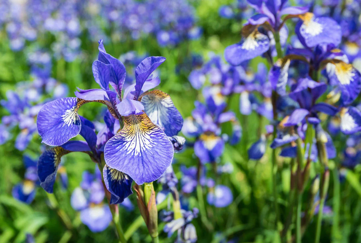 Siberian Iris Starter Plant - Well Rooted - Iris sibirica - Early Season Bloomer for Borders & Mass Planting