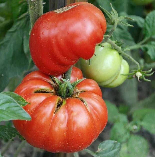 Mortgage Lifter Tomato Seeds - 100 Non-GMO Heirloom Beefsteak Seeds - Solanum lycopersicum - Indeterminate Variety for Home Gardens