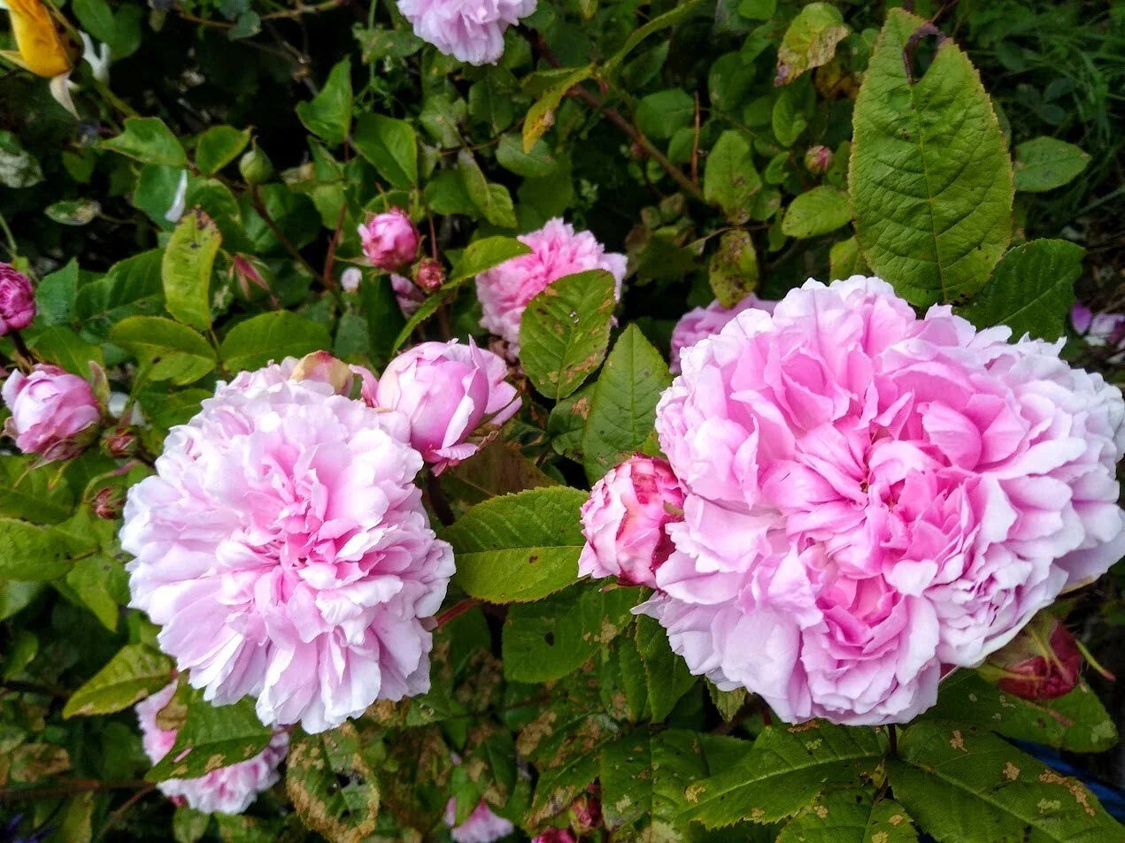 Bare Root Rose Plant - Jacques Cartier - Pink Blooms - Rosa 'Jacques Cartier' - Fragrant, Disease-Resistant Variety