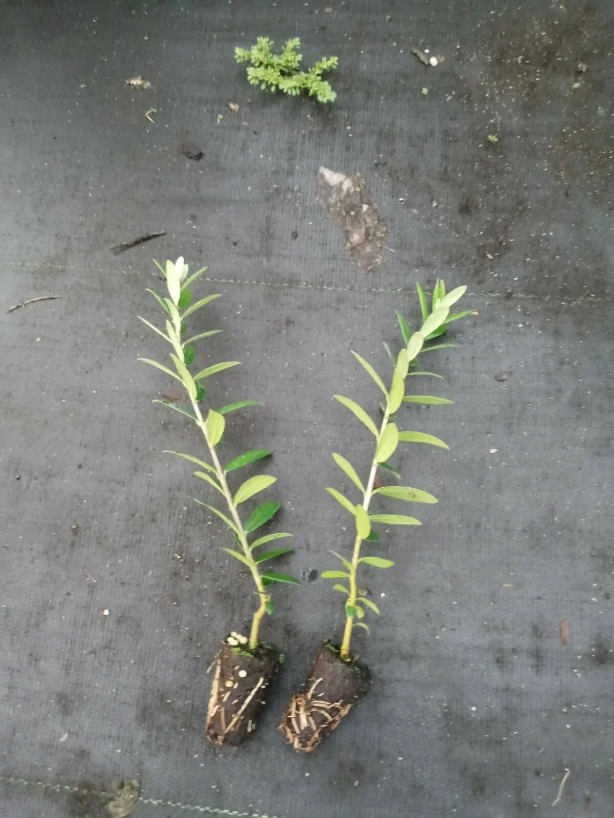 Olive Tree Starter Plants 2-Pack - Arbequina Variety - Pesticide-Free - Olea europaea - Non-GMO - 5 Inches Tall