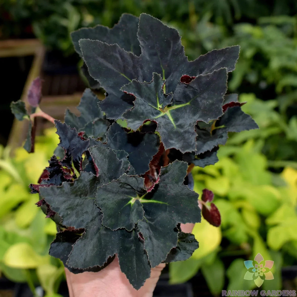 Black Fancy Begonia Seeds - 25+ Count - Begonia x hybrida - Perfect for Garden Planting and Indoor Pots