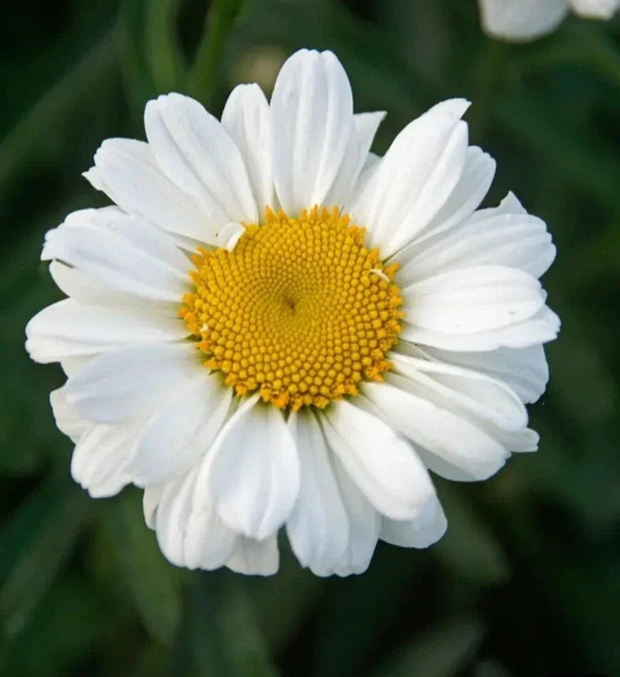 Sweet Daisy Jane Shasta Daisy - Bare Root Perennial - Gold White Yellow Flowers - Leucanthemum × superbum