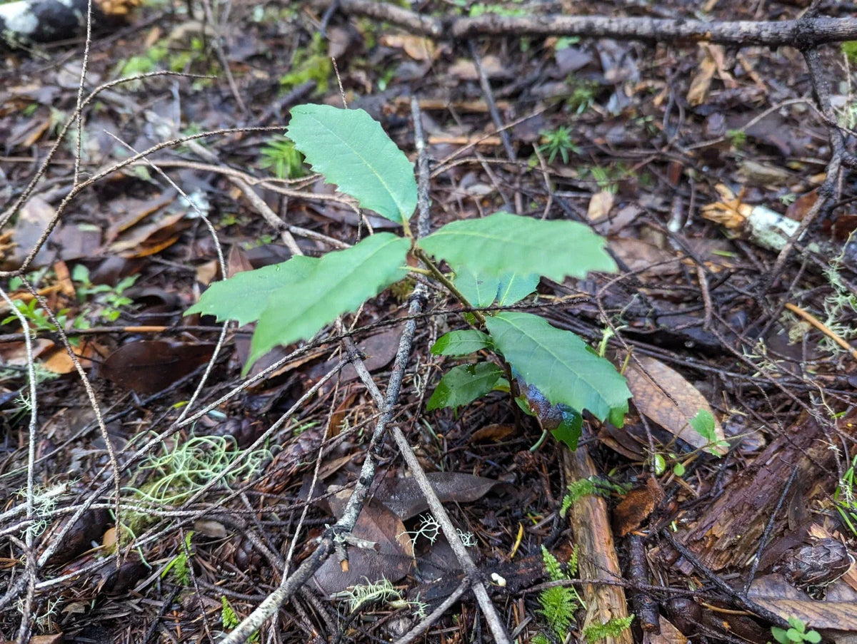 Tan Oak Seedling | 4-inch | Notholithocarpus densiflorus | Native Tree for Landscaping & Restoration