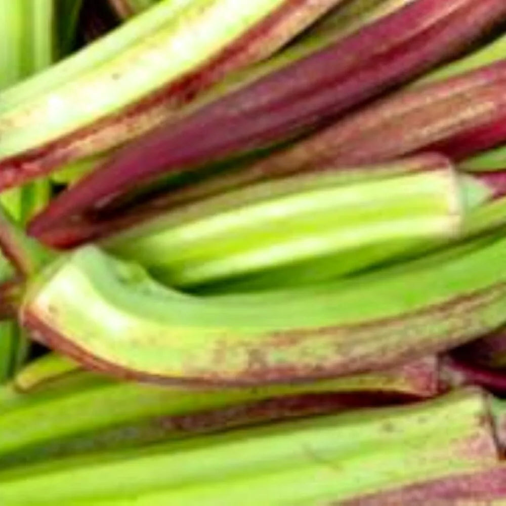 Hill Country Red Okra Seeds | NON-GMO Heirloom | Abelmoschus esculentus | Vibrant Red Pods for Garden Cooking