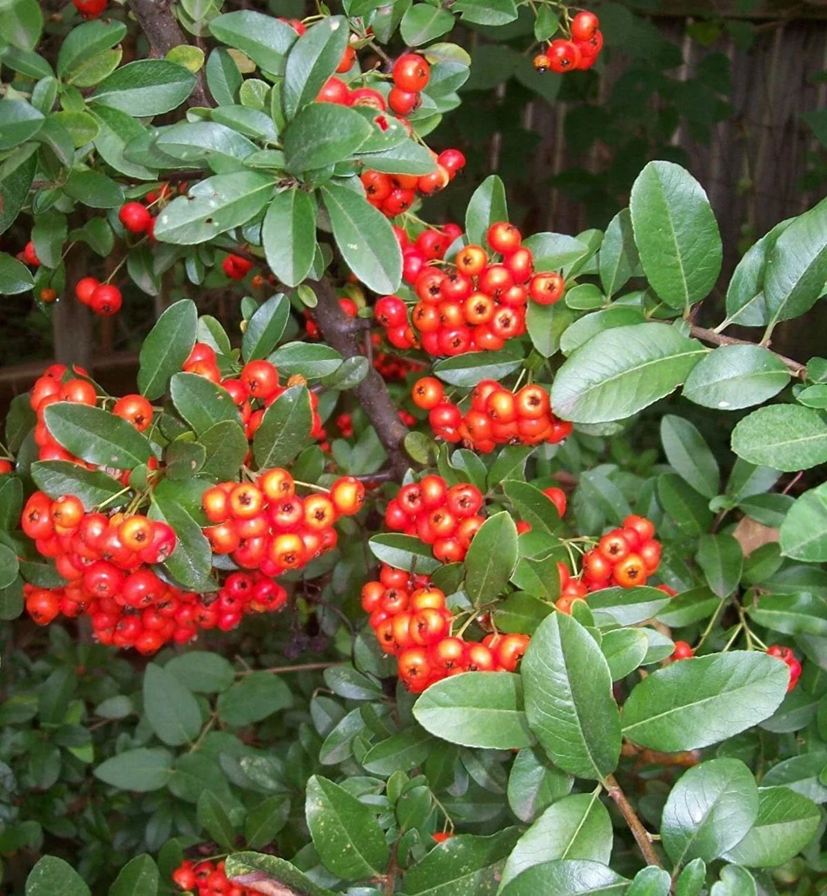 Victory Pyracantha Seeds, 30+ Climbing Firethorn Seeds, Pyracantha coccinea, Outdoor Garden Plant, Drought-Tolerant
