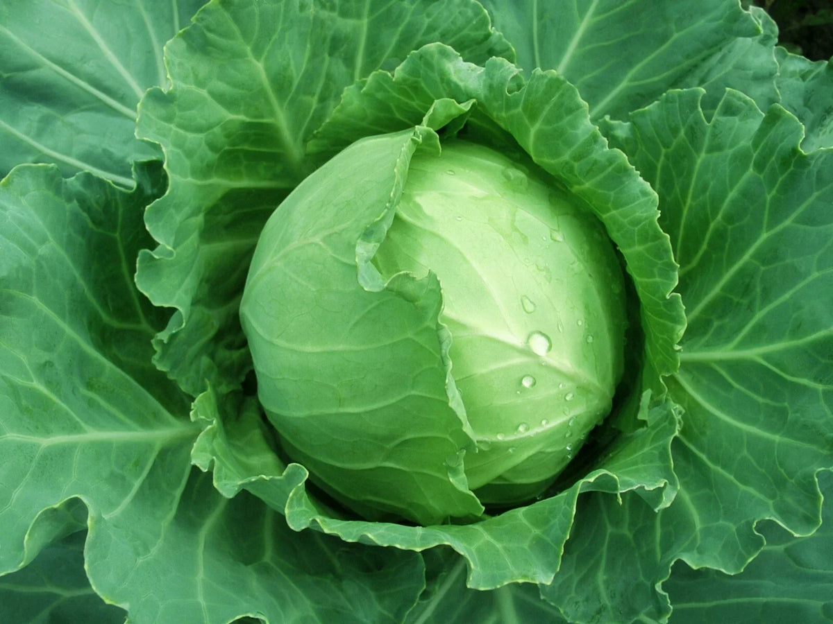 Brunswick Cabbage Seeds 300+ Non-GMO Brassica oleracea Danish Ballhead Vegetable Seeds for Home Gardening