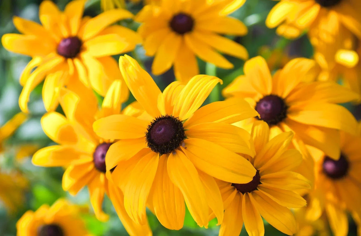 Black Eyed Susan Seeds - Heirloom Non-GMO Perennial Flower - Rudbeckia hirta - 50 Seeds for Vibrant Yellow Blooms