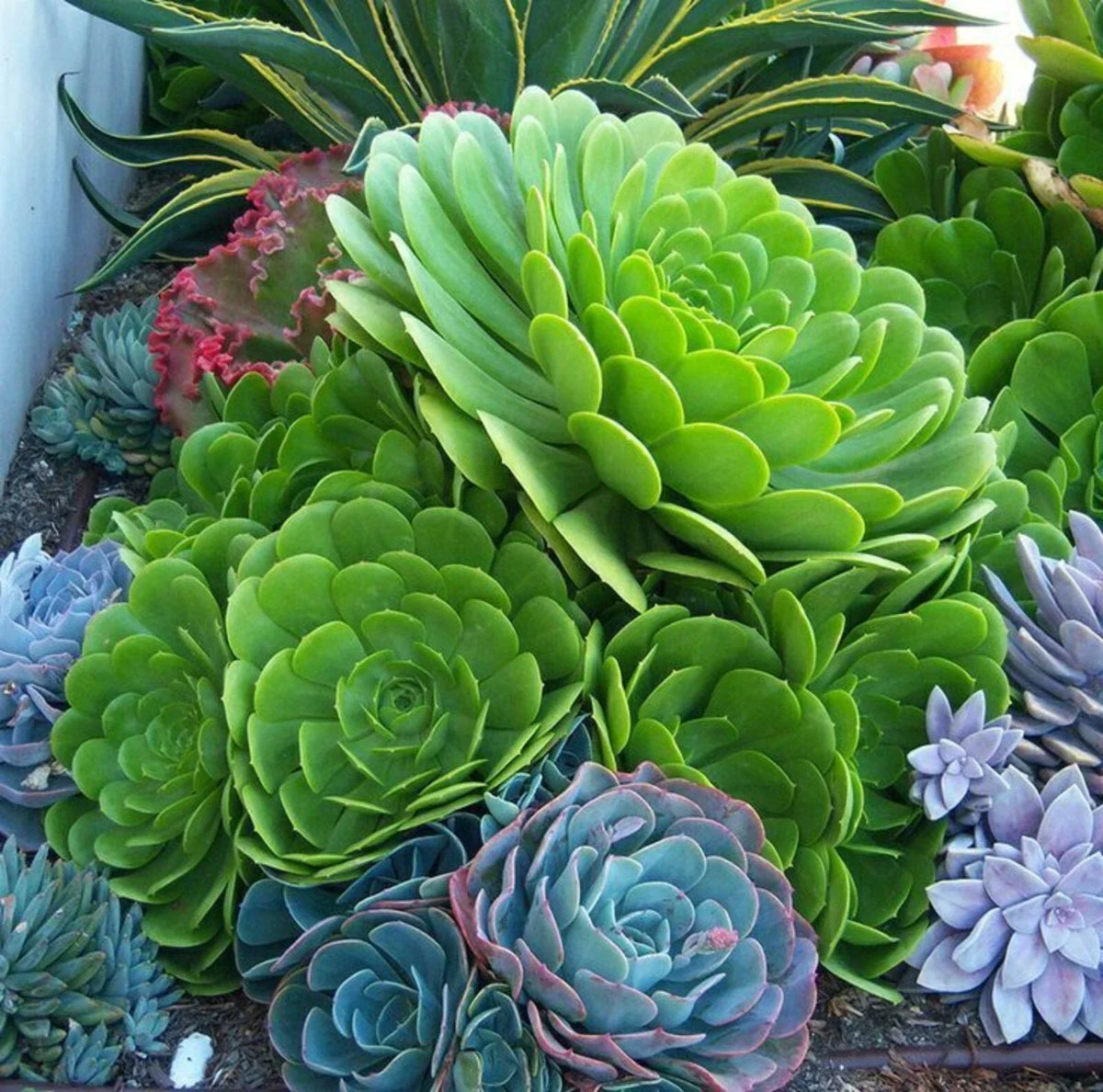 Rare Aeonium Arboreum Green Cutting - Live Cactus Succulent Plant - No Root - Japanese Aeonium - Perfect for Indoor/Outdoor Gardening