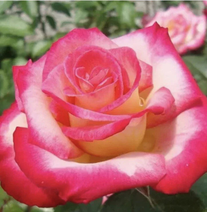 Rose Cuttings - 12 Virus-Free Plants - 10 Old Varieties - Rosa spp. - Ideal for Garden, Borders, and Containers