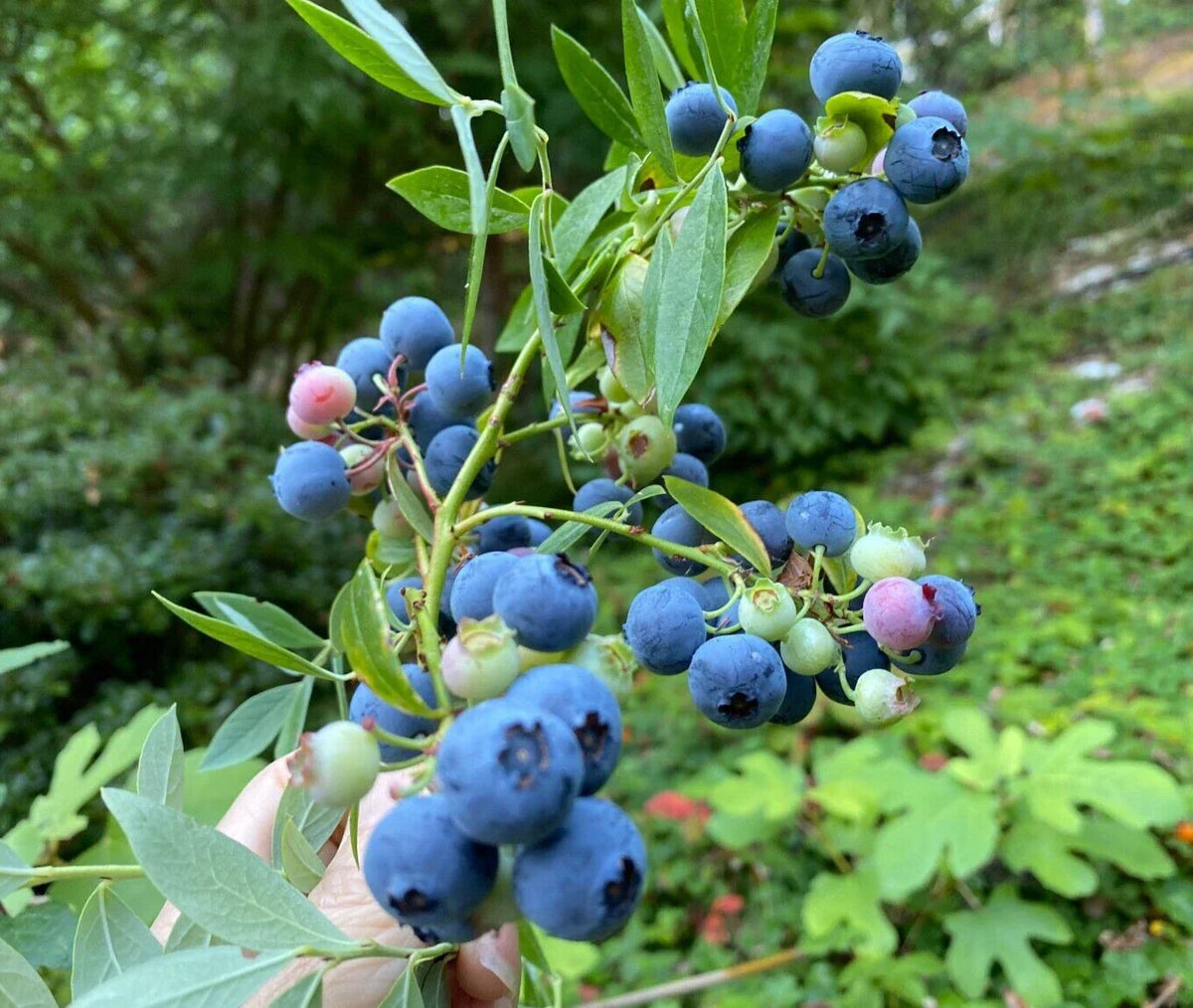 Evergreen Blueberry Plant Cuttings - 4 Pack, Red Fall Color, Edible Landscaping, Vaccinium darrowii
