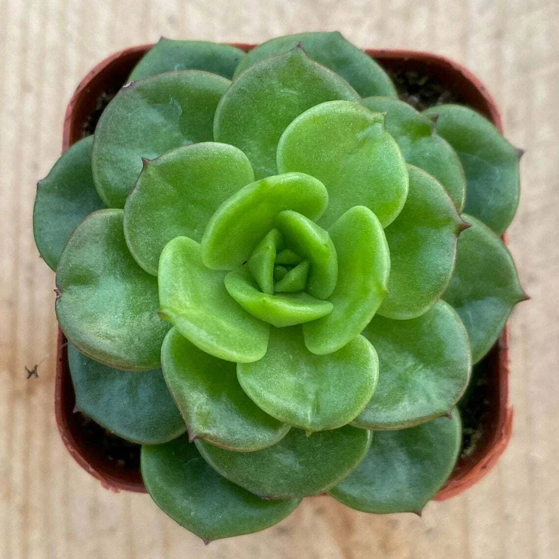 Rare Sedeveria 'Rolly' Succulent Plant in 2" Pot | Indoor/Outdoor Low Maintenance Decor | Unique Green & Pink Leaves