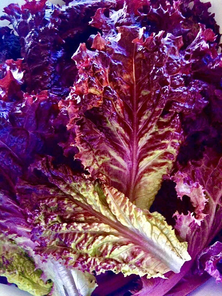 Lolla Rossa Lettuce Seeds - 200 Organic Non-GMO Seeds - Red Leafy Green Vegetable (Lactuca sativa) for Vegetable Garden