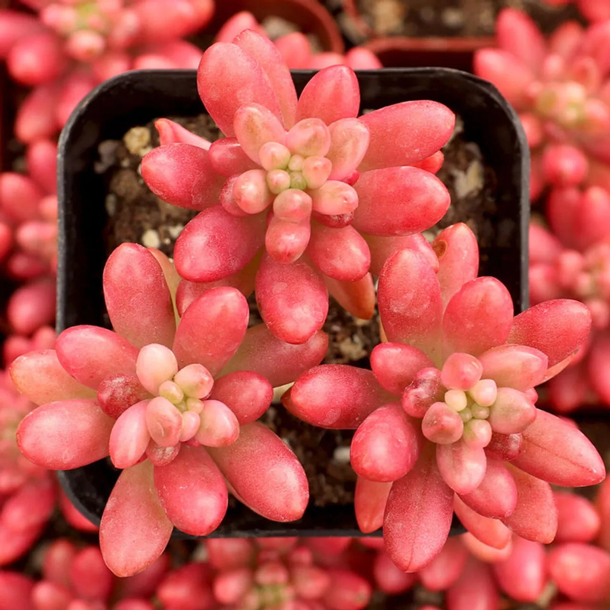 Potted Succulent Plant 2" Pink Jelly Beans Sedum Rubrotinctum "Aurora" - Compact Trailing Indoor Outdoor Decor