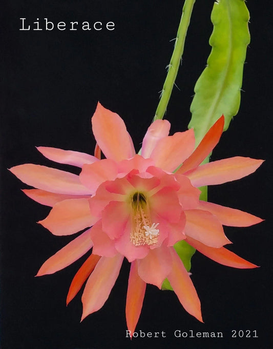 Epiphyllum 'Liberace' Unrooted Cutting - Rare Orchid Cactus - Stunning Indoor Plant - Ideal for Propagation