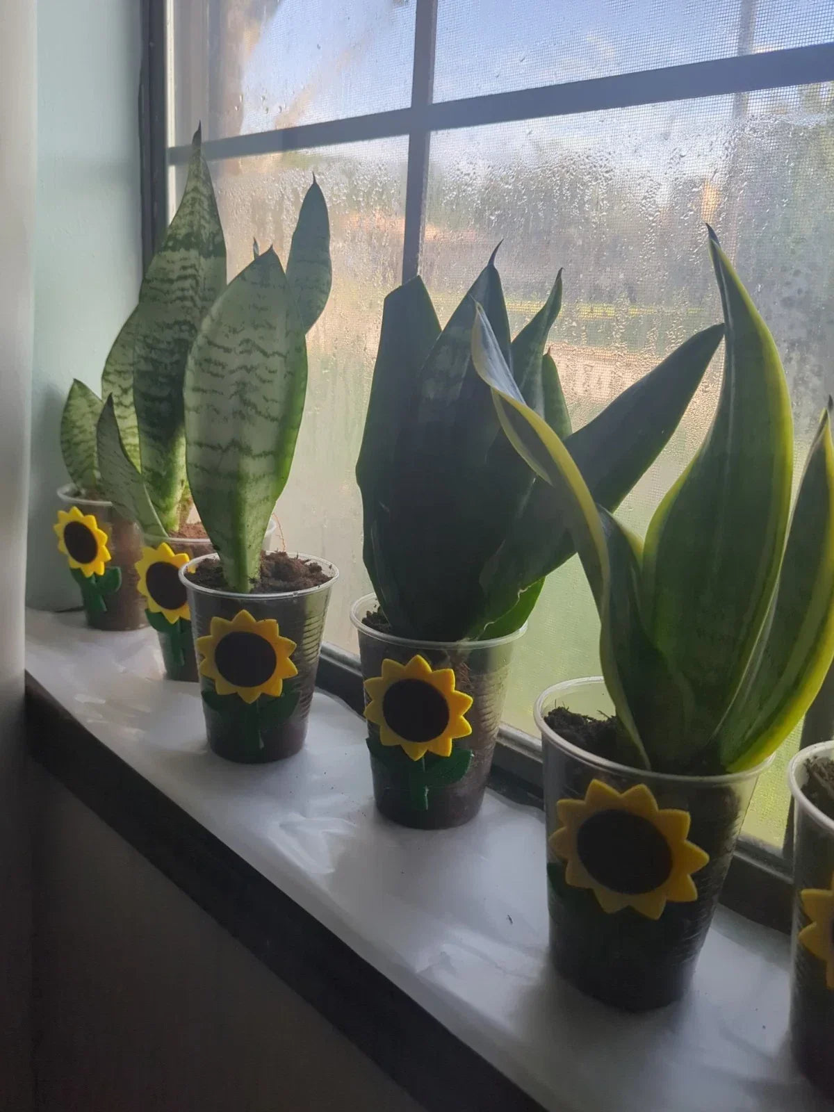 Rooted Snake Plant Cutting - Mother-In-Law Tongue - Sansevieria trifasciata - Live Indoor Plant for Air Purification and Easy Care