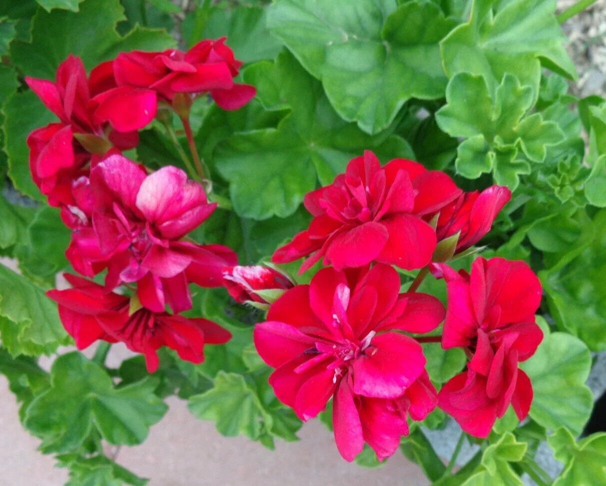 Live Plant Cuttings 3" x 6" Rose Red Citronella Peltatum Ivy Geranium Pelargonium peltatum - Fresh & Vibrant Decor