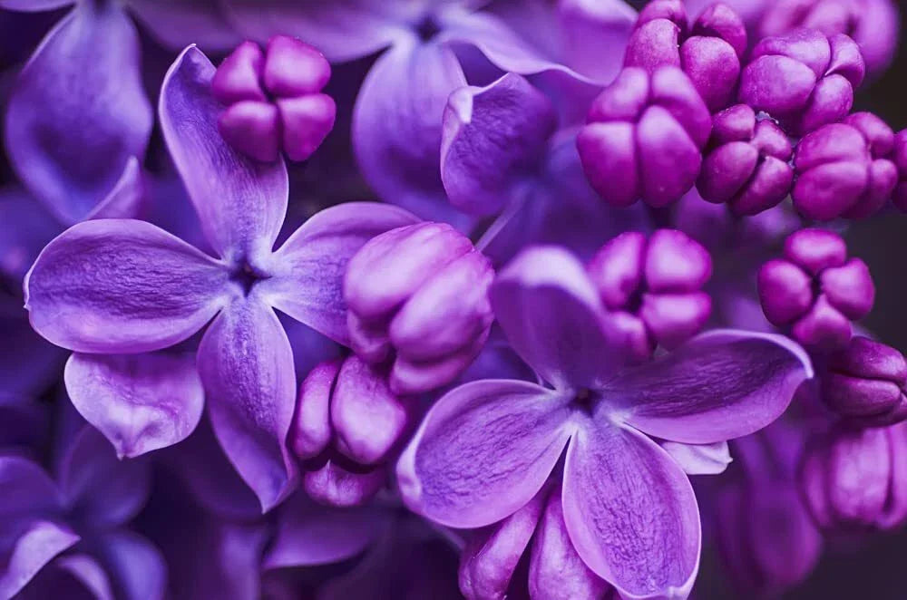 Purple Lilac Seeds - 100 Count - Syringa vulgaris - Fragrant Purple Flowers for Gardens and Landscaping