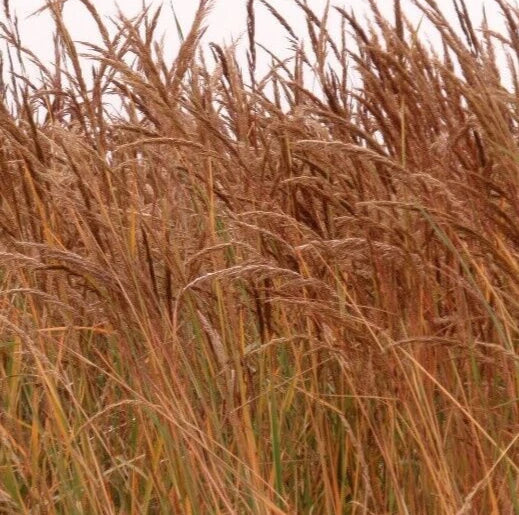 Indian Grass Seeds 300+ Pack, Perennial Ornamental Grass, Sorghastrum nutans, Drought-Tolerant Garden Planting