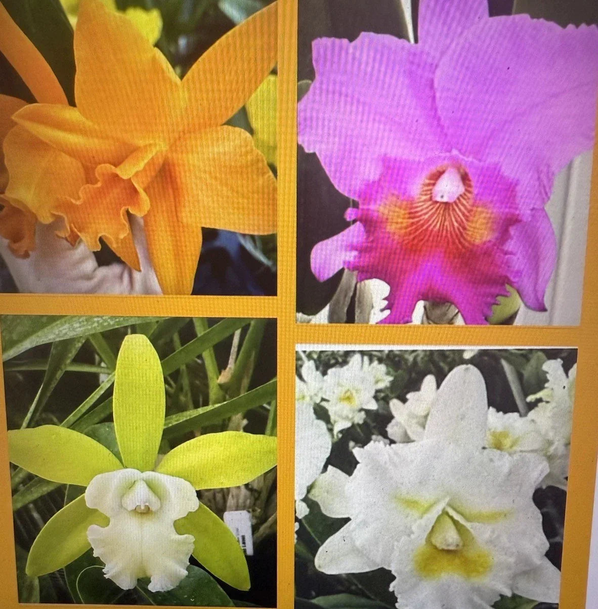 Orchid Plants Set of 4 - 2 Rooted Stems, Unique Varieties, Orchidaceae, Perfect for Collectors and Gardeners
