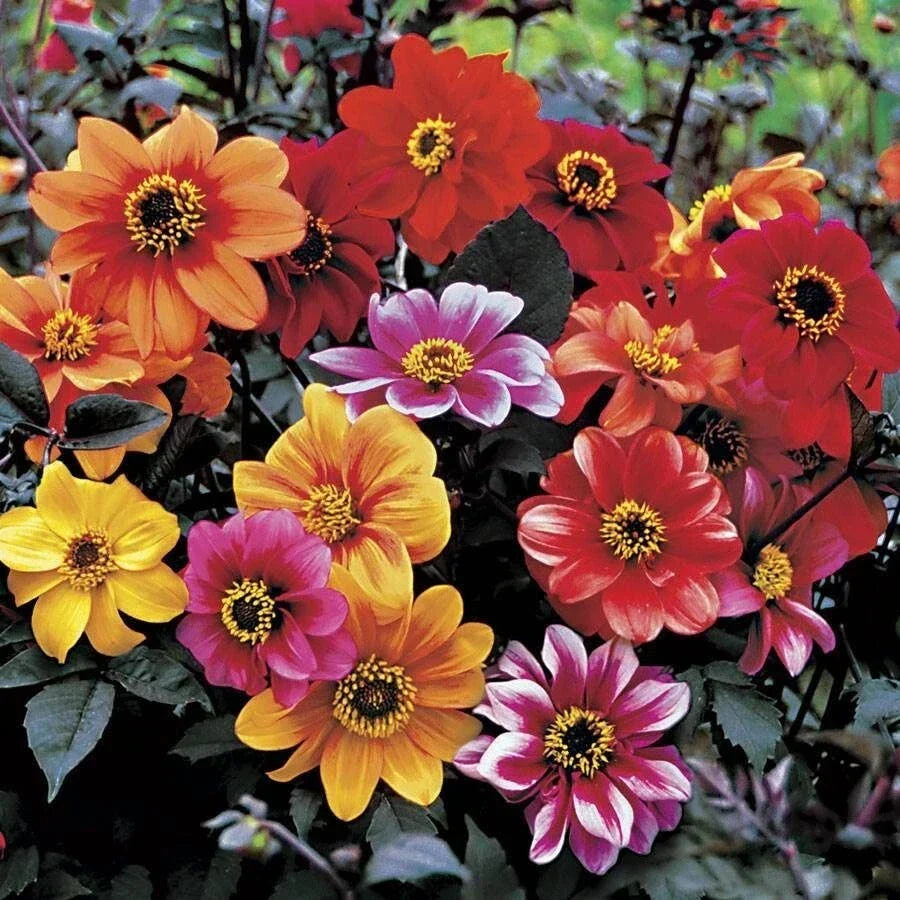 Dahlia Live Plant - Potted Bishop's Children - Multicolor Flowers - Easy to Grow - Dahlia pinnata - Garden Perennial