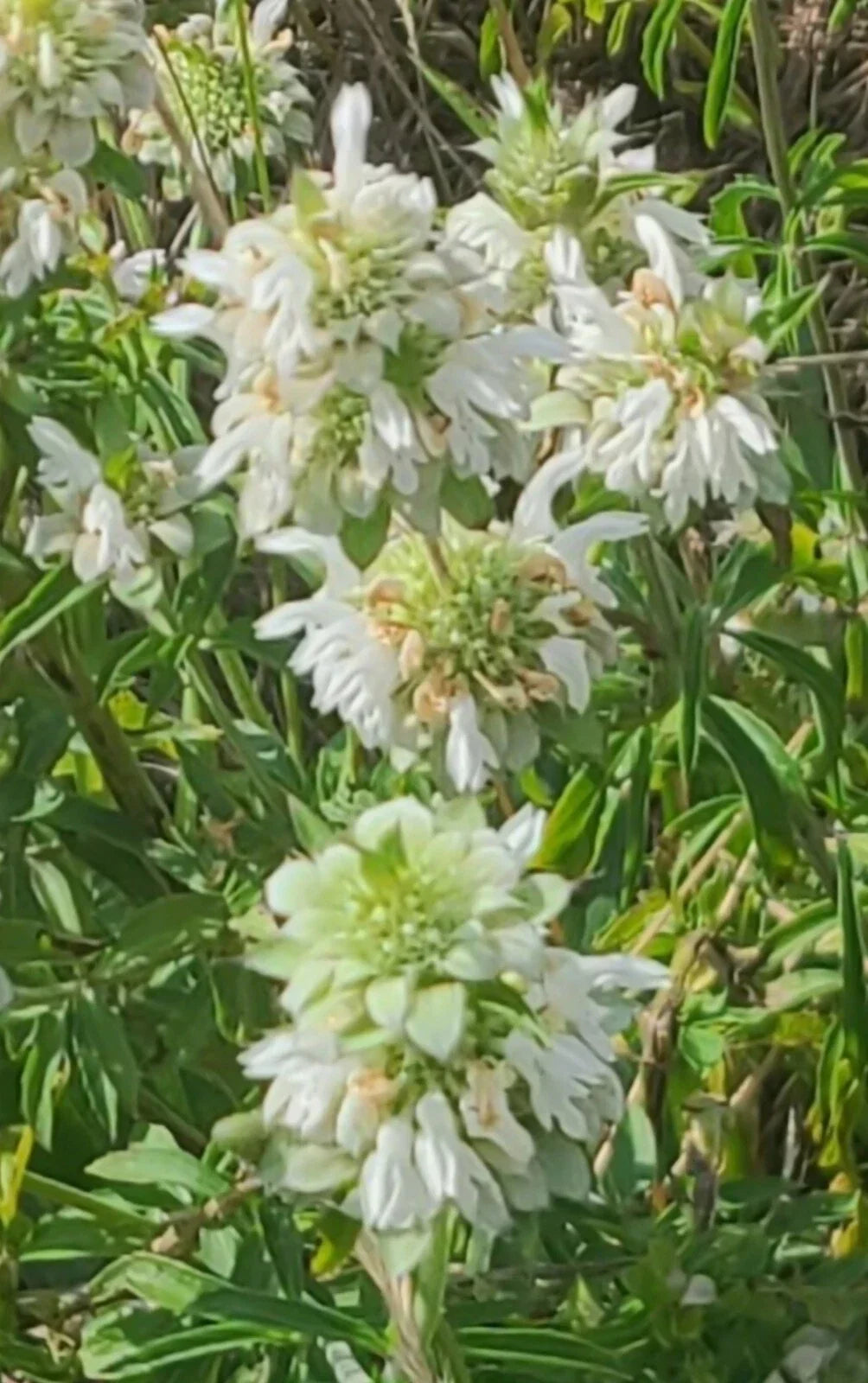 Lemon Beebalm Seeds - 100++ Organic Horsemint - Monarda citriodora - Medicinal Herb for Culinary Use and Pollinator Attraction