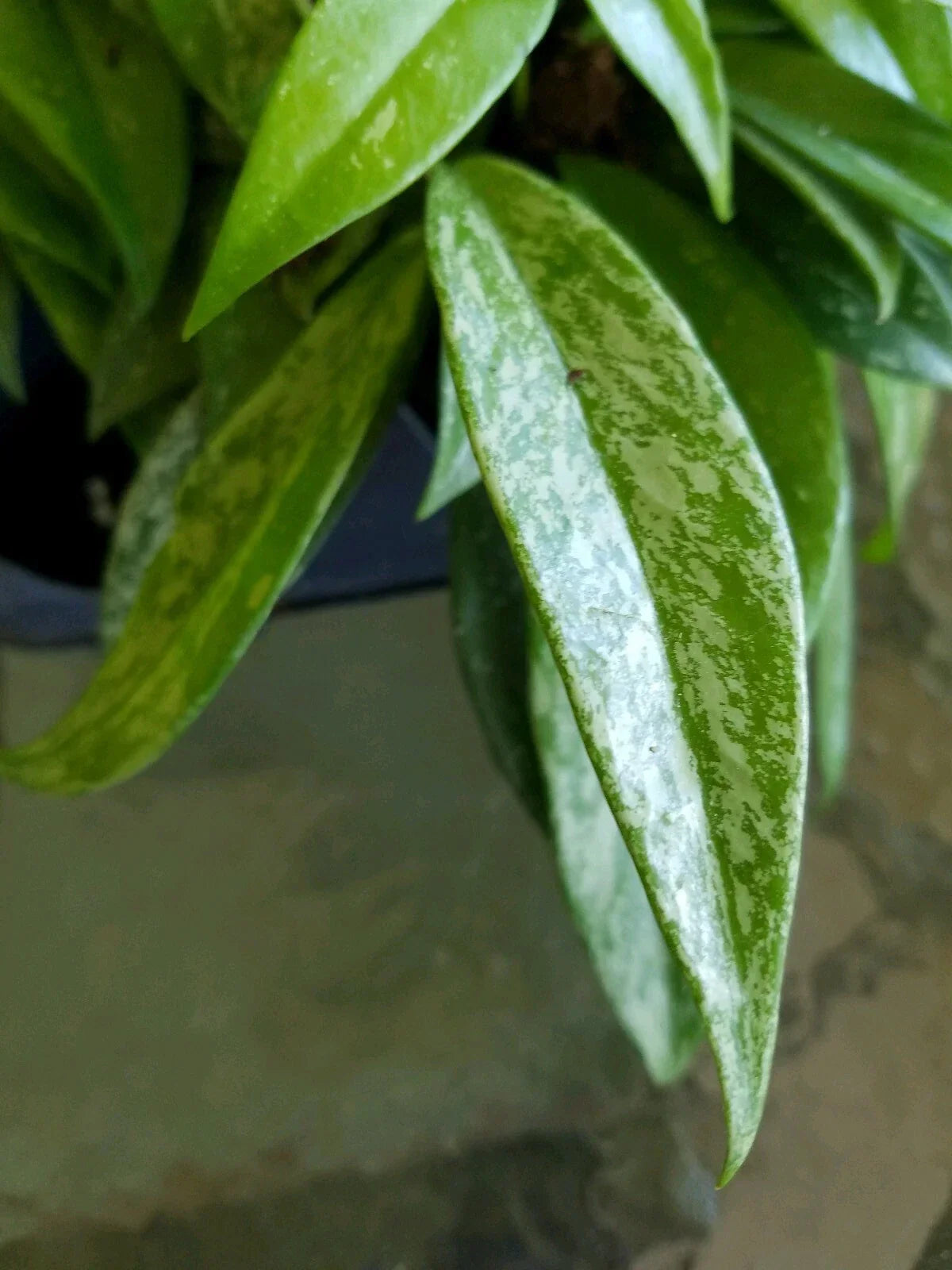 Hoya Pubicalyx Silver Splash Starter Plant - Tropical Wax Vine Houseplant for Indoor Decor - Exotic Greenery